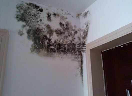 怎么处理墙面发霉，超实用的房屋墙面发霉处理小技巧！(图2)